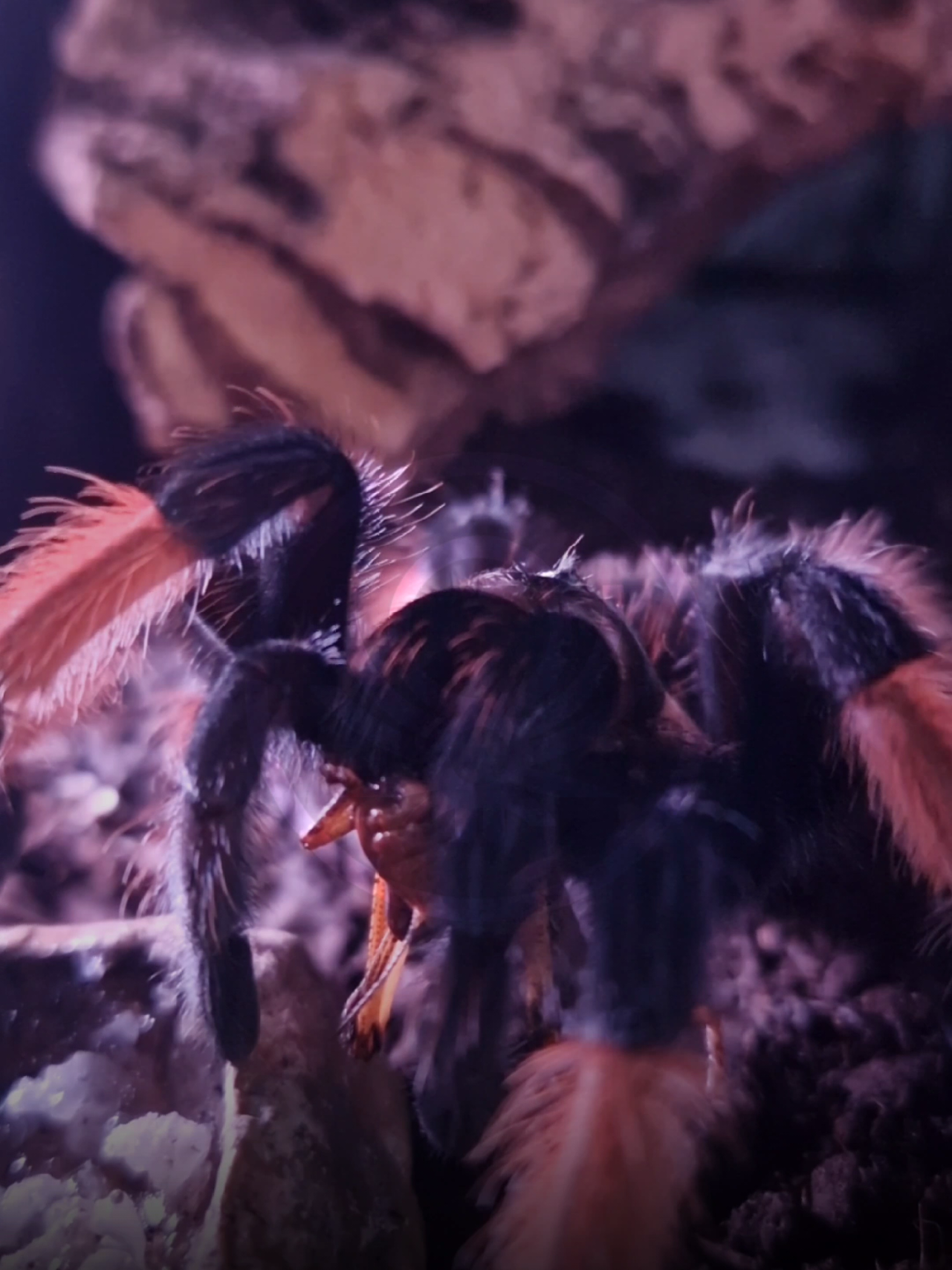 @brachypelma.de