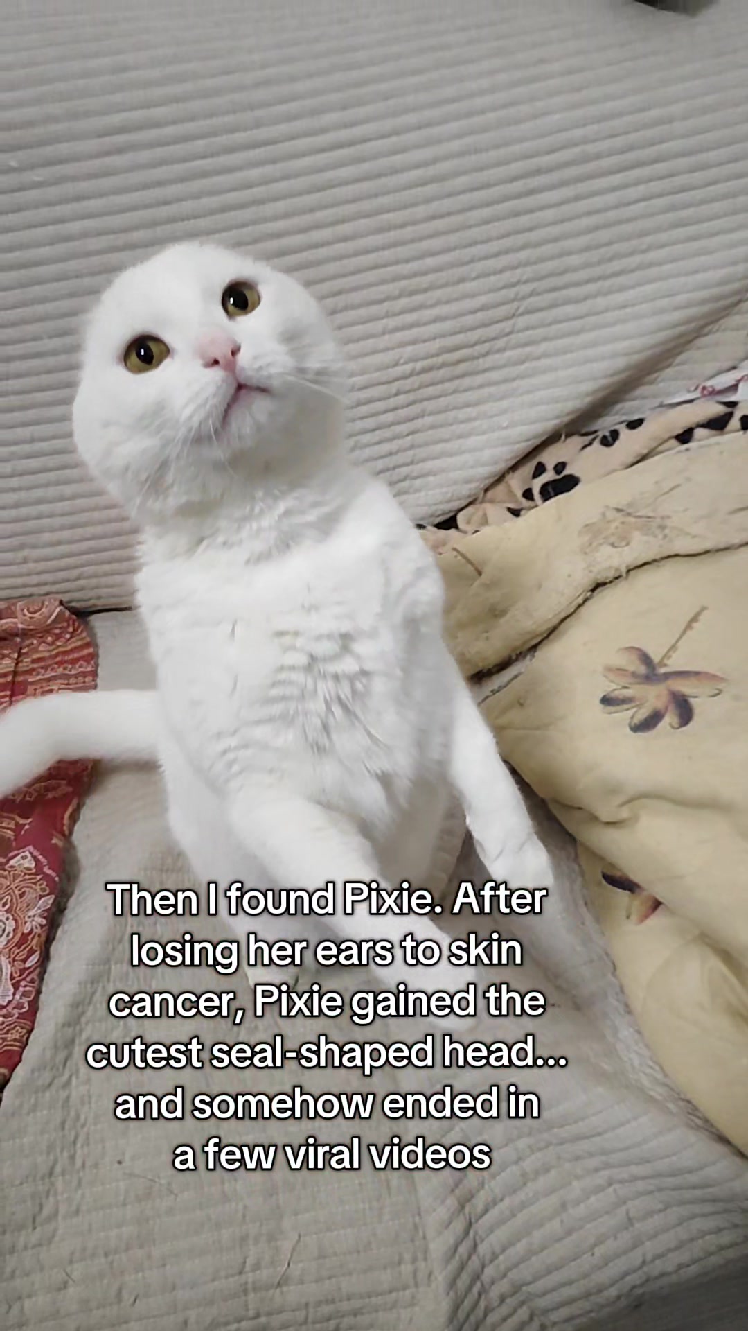 @Fluffy and Pixie