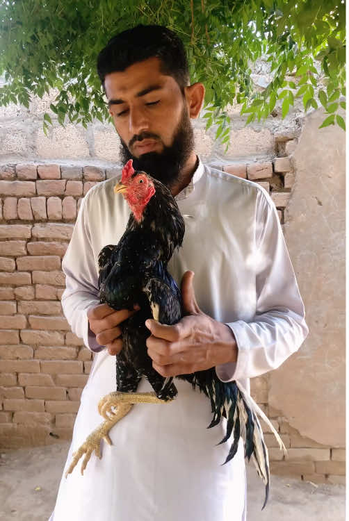 @Poultry Markaz