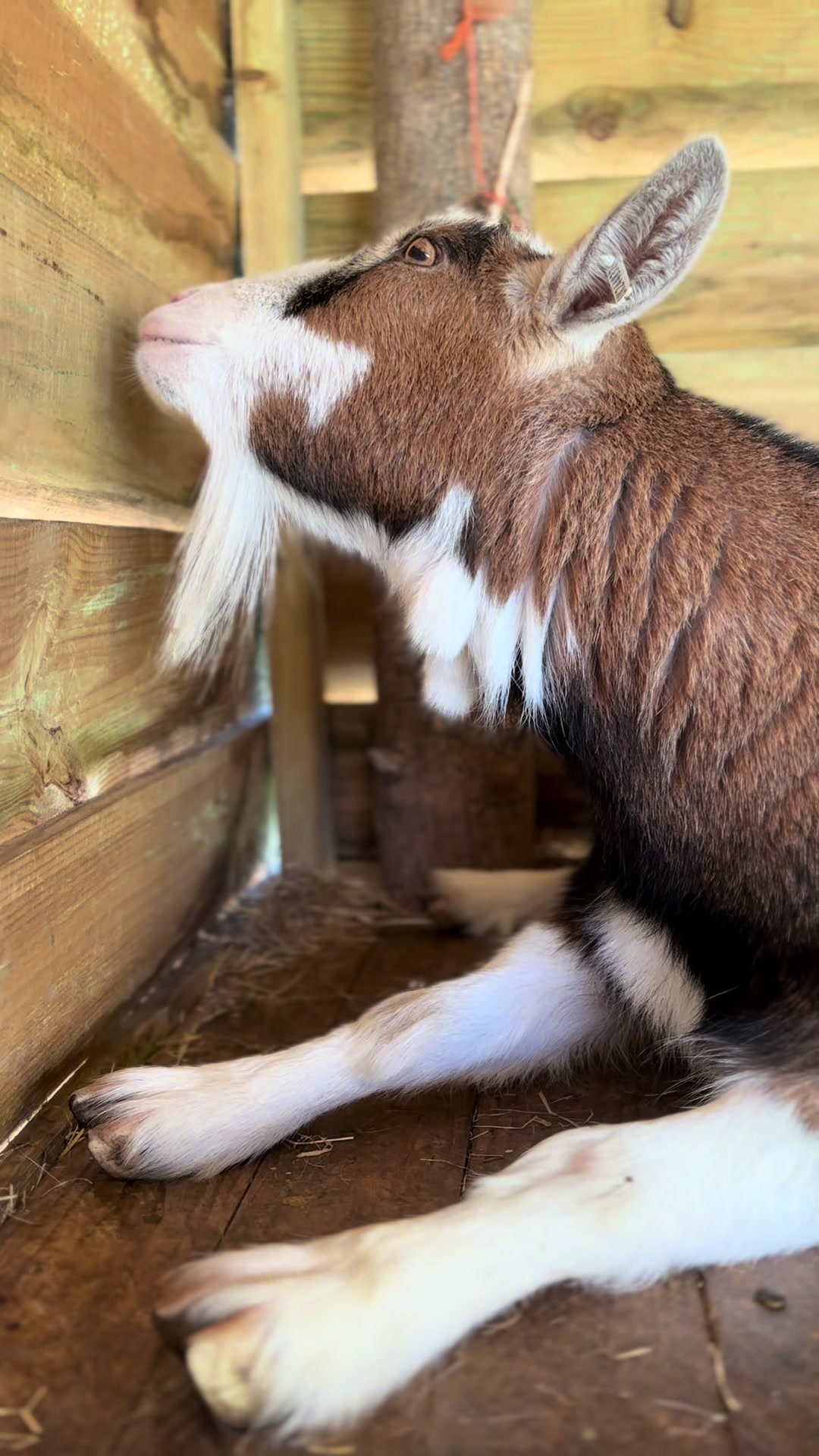 @GiddyAboutGoats