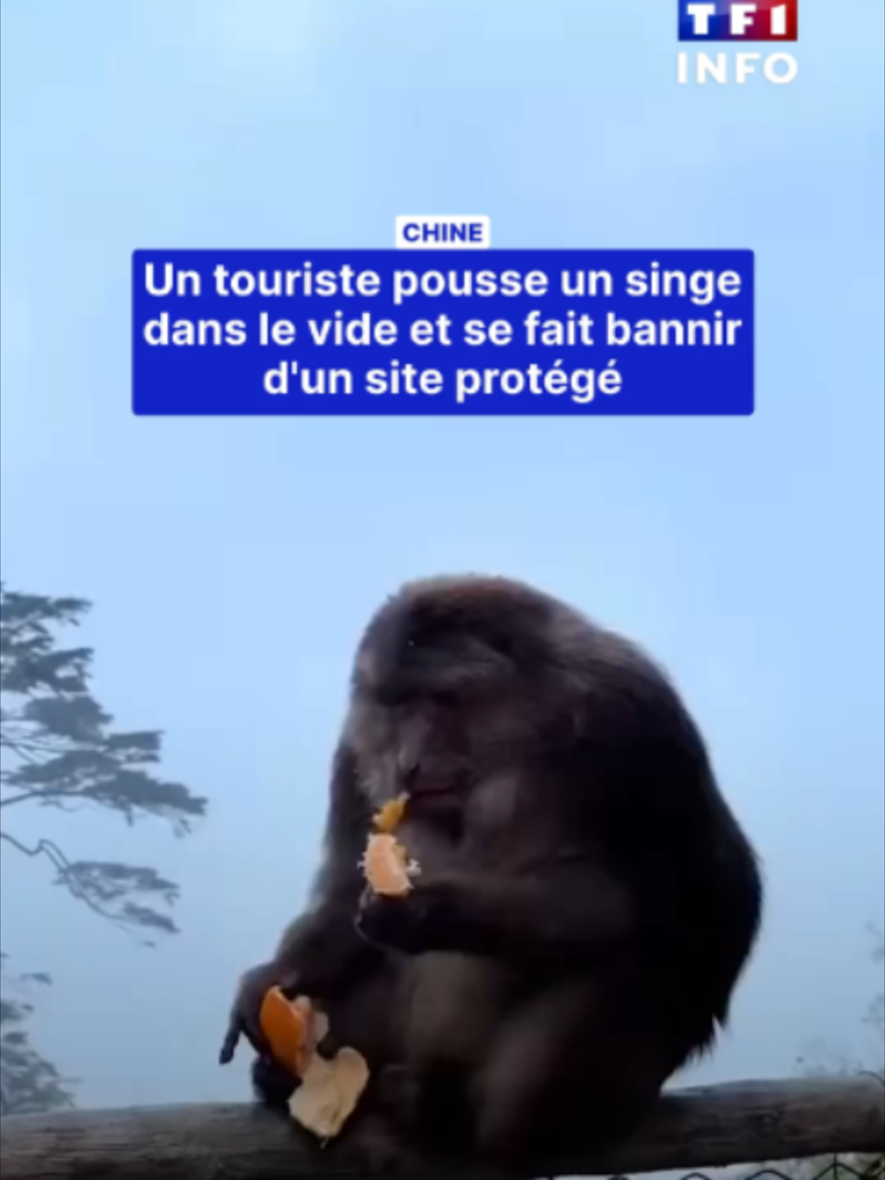@TF1 INFO