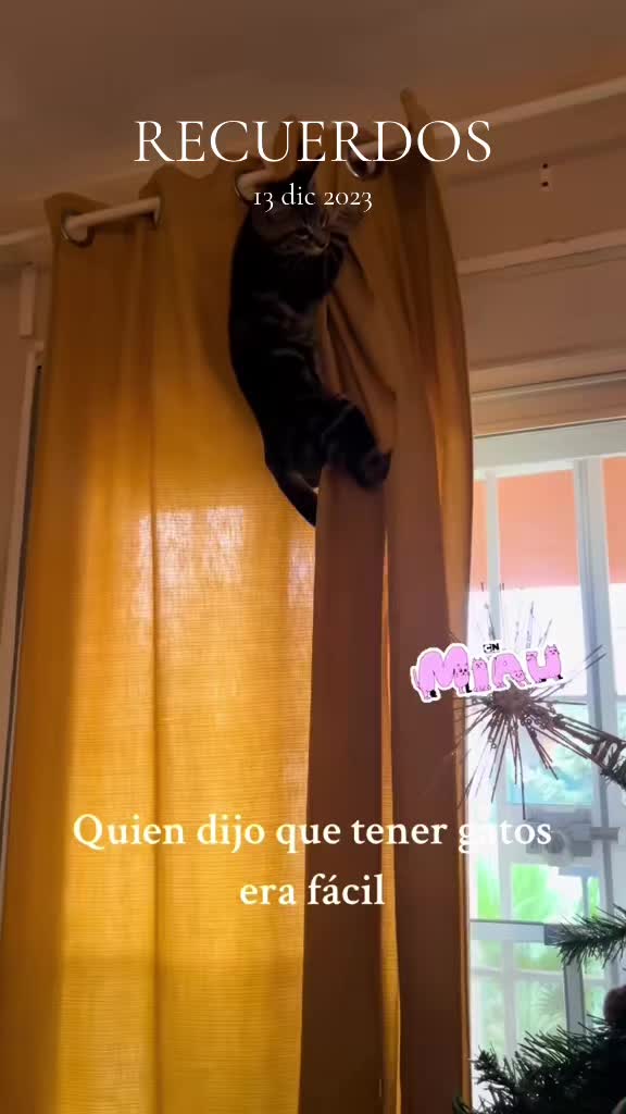 @Cloe-Leo 🤍🧡cats