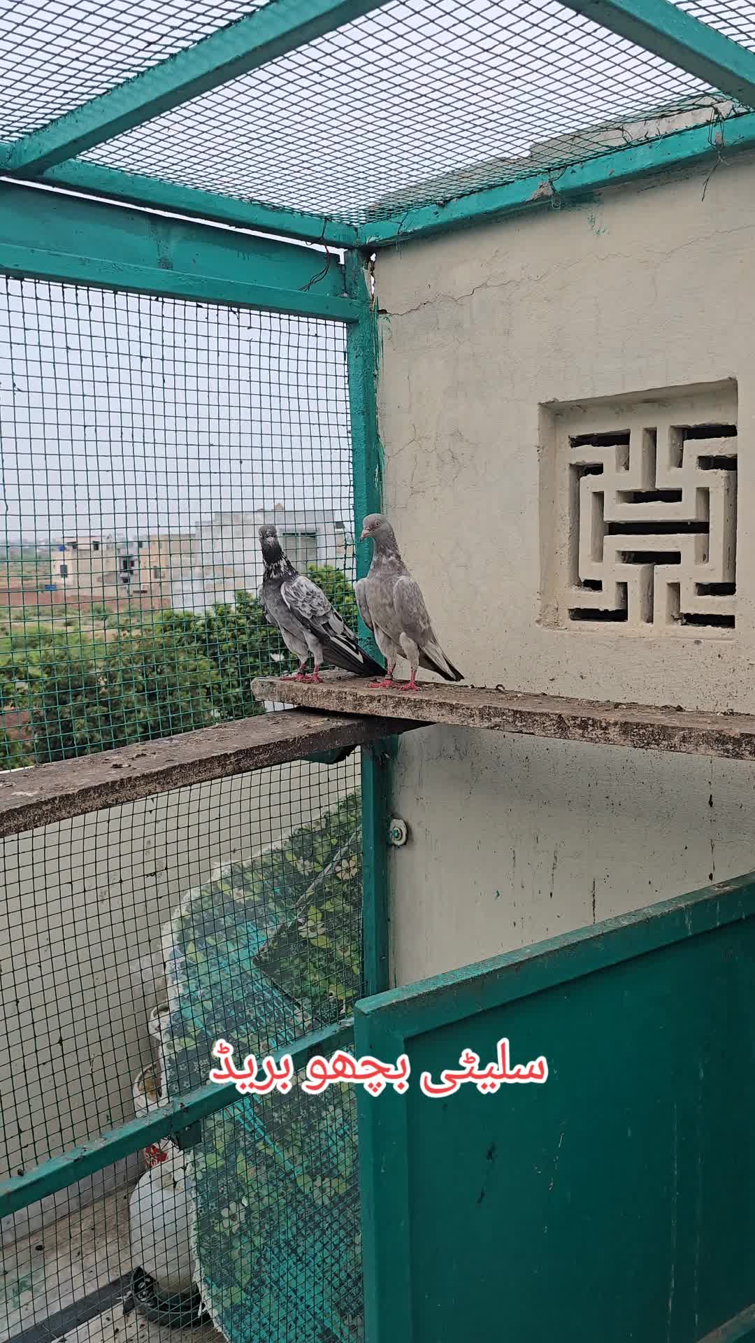 @Malik Mohkam khokhar