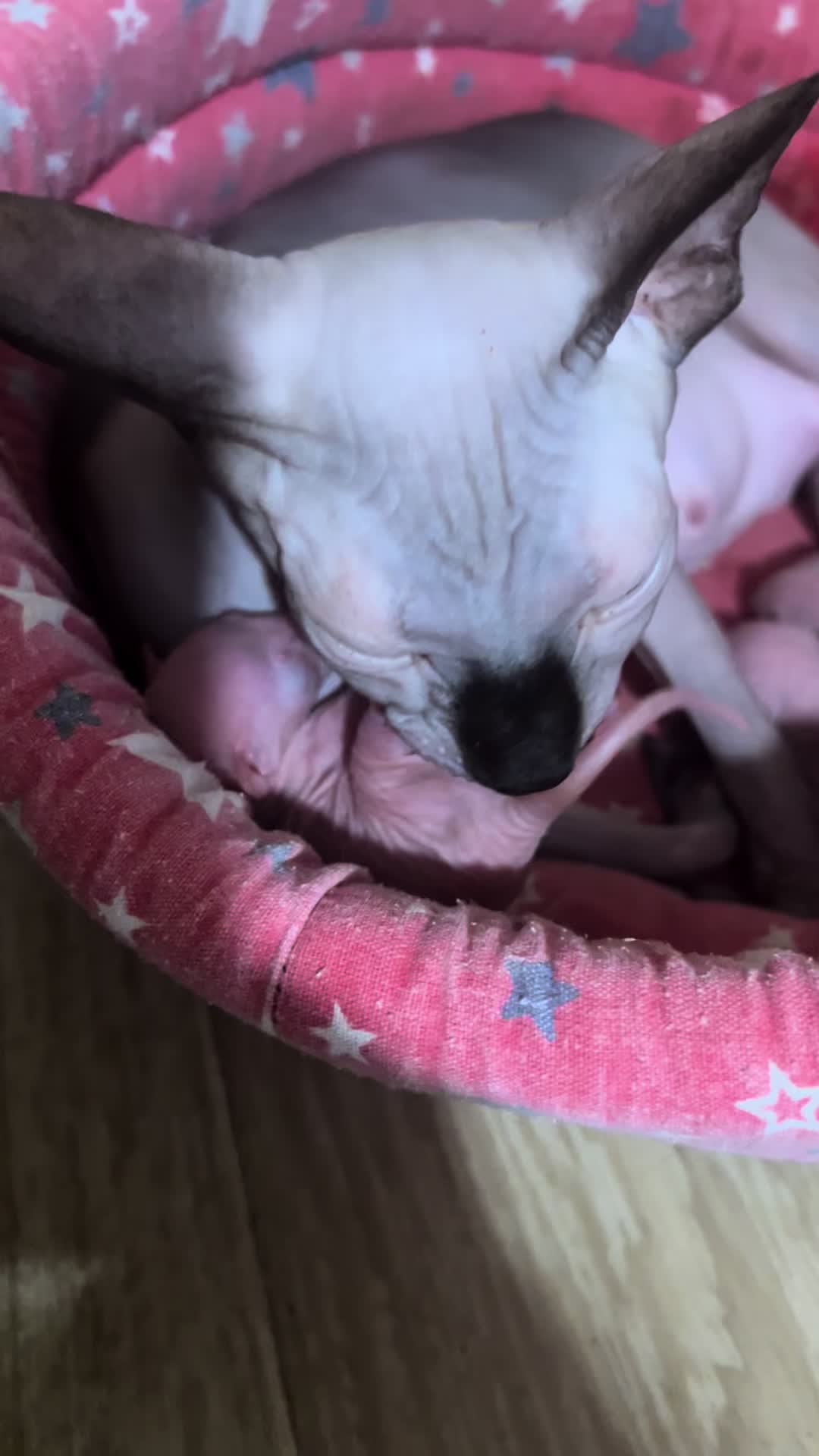 @Diana Ciortan Sphynx Romania