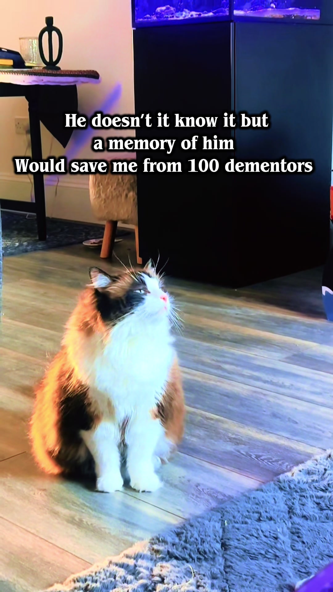 @Ted the ragdoll cat 🐾
