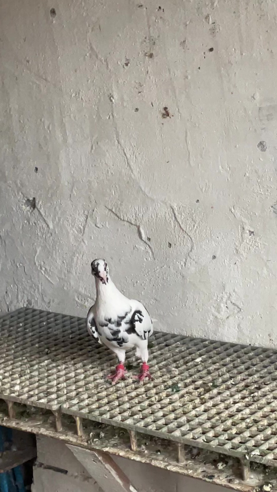 @Fdemiral16