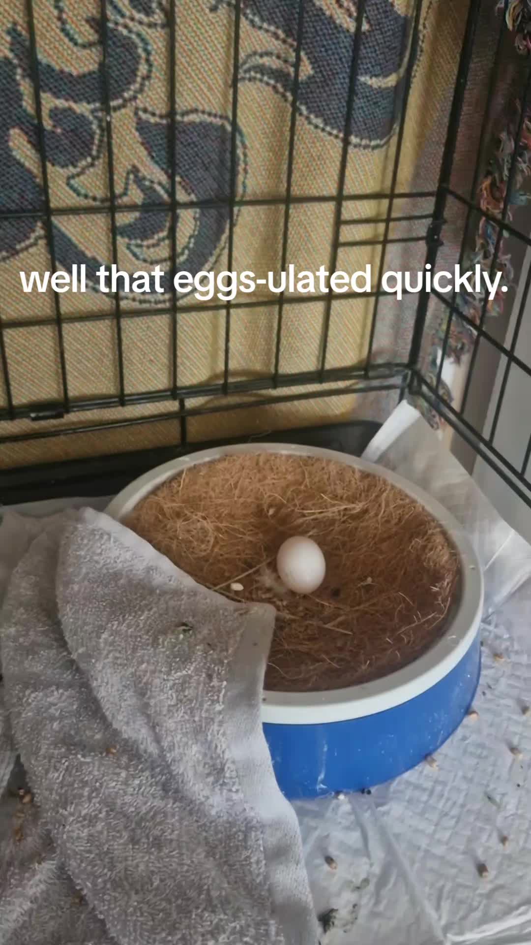 @whattheflock