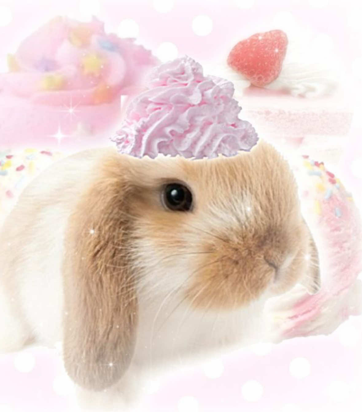 @໒ᩘঌ̫ ׅ ֹ 𝗺ᧉเིྀ 🐰ིྀ ̫ ∝