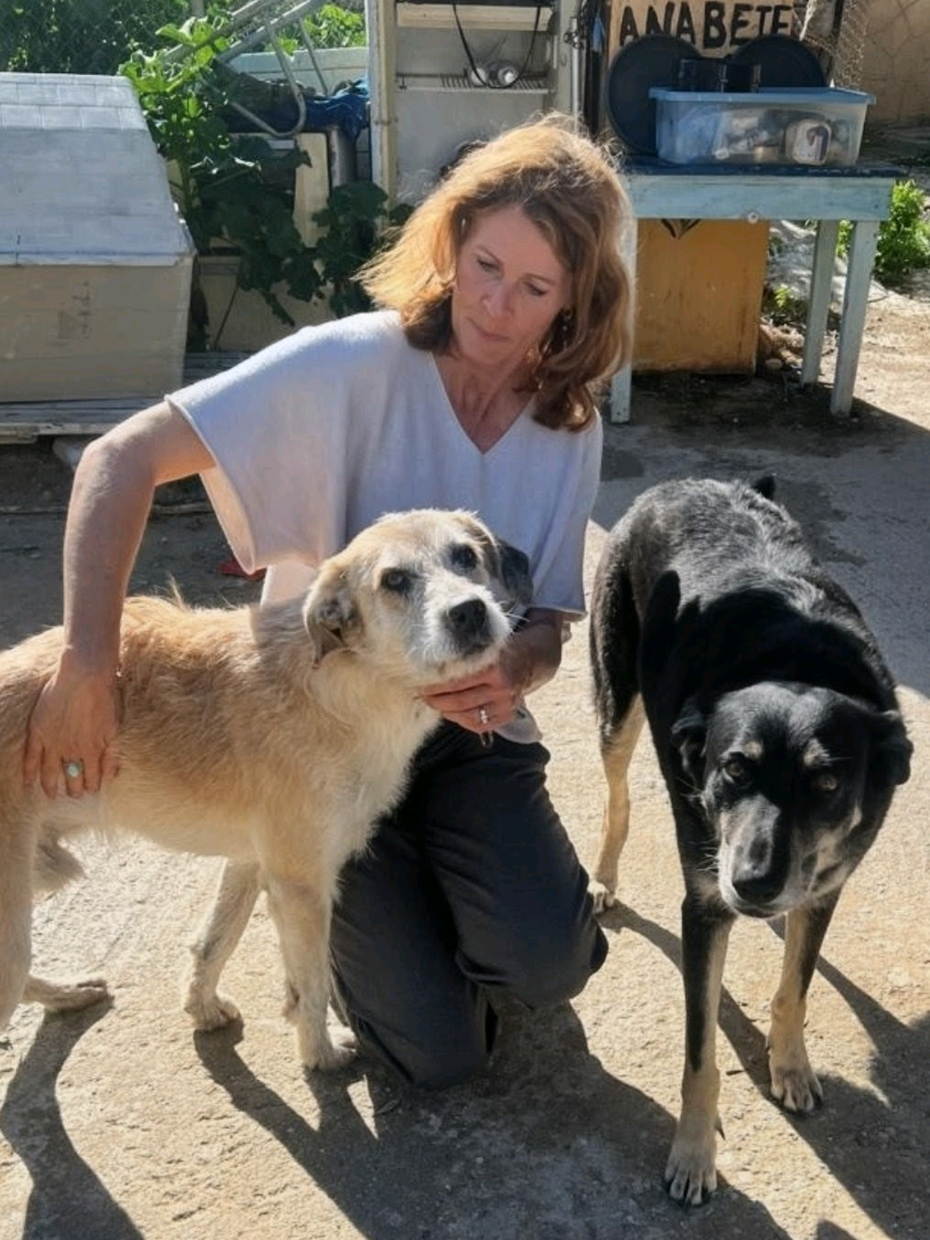 @Greek Animal Rescue