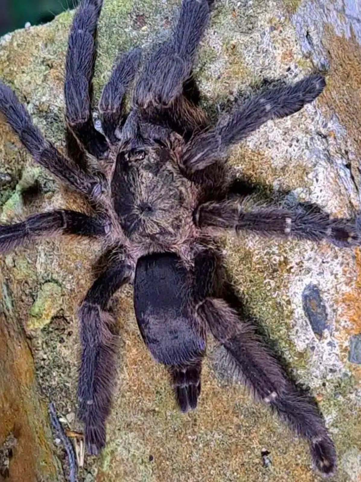 @robs BIG SPIDERS!!!