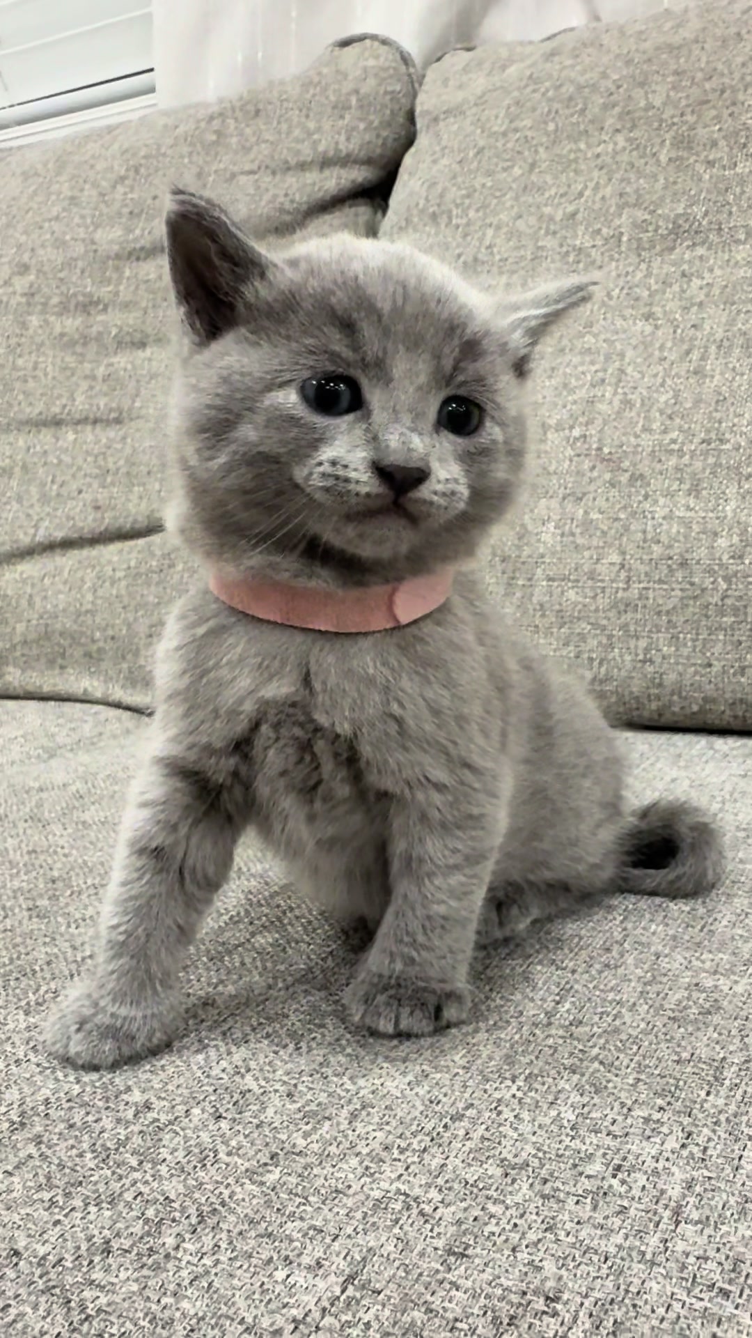 @LotsOfCat