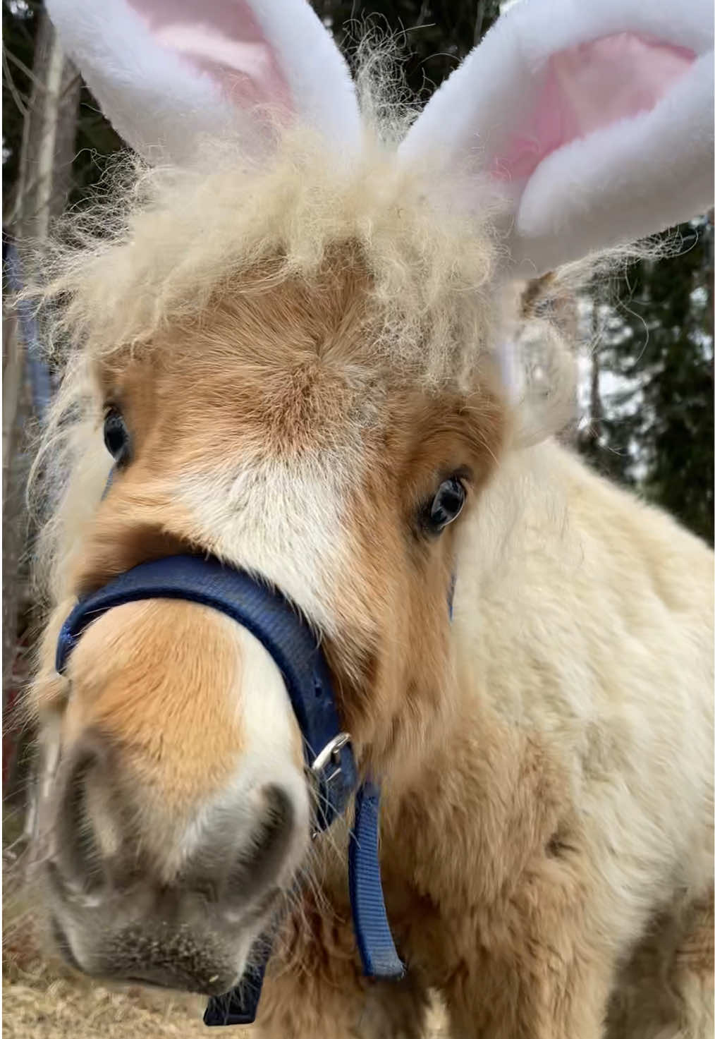 @krista || ig kayhkodressage