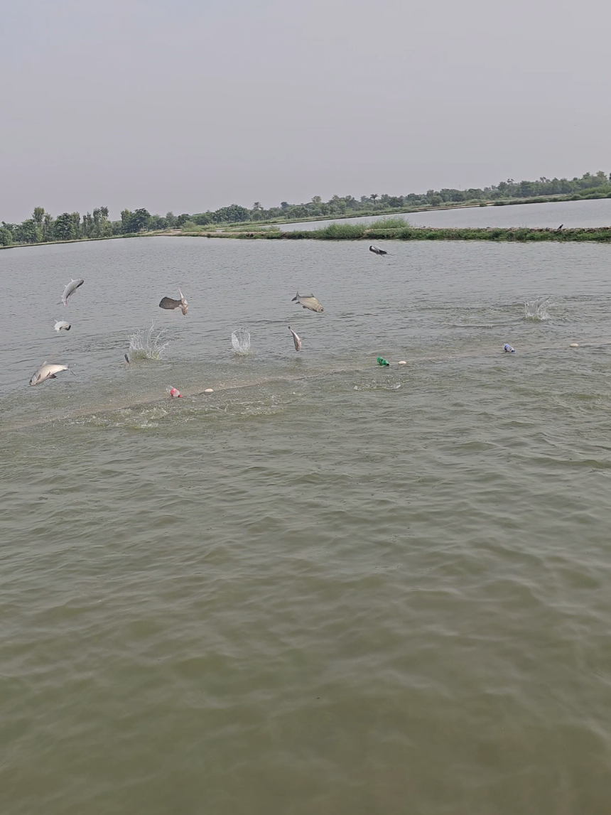 @fish catching video