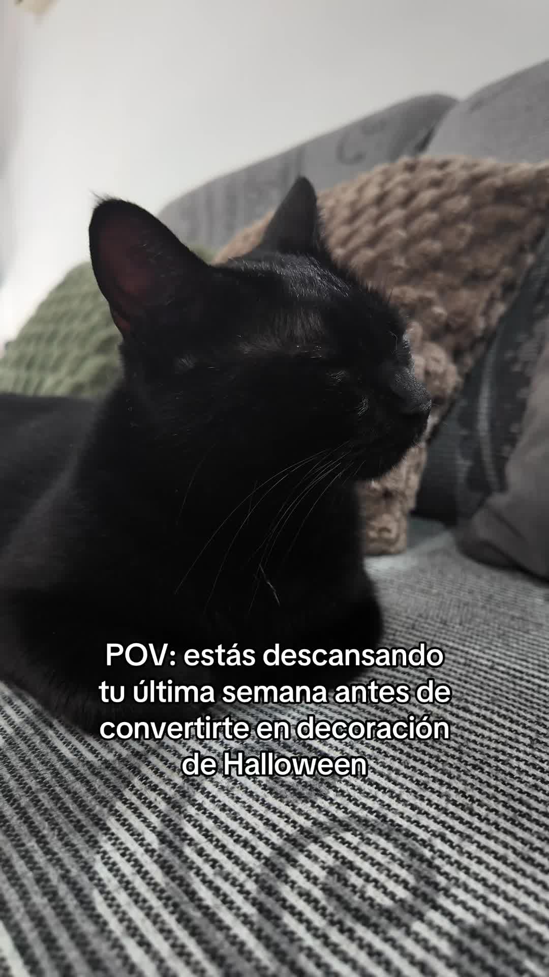 @BlackCatsMatter