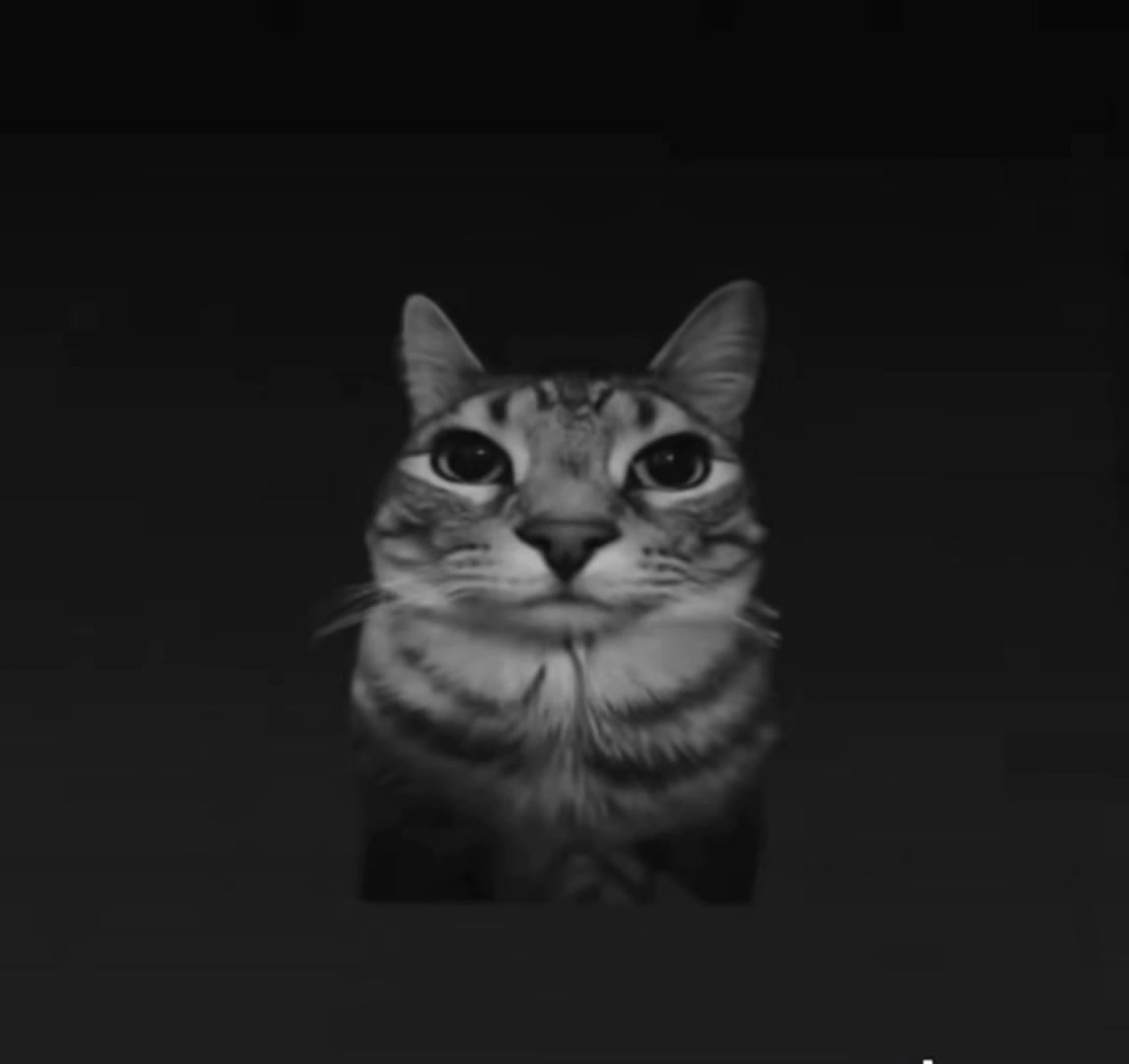 @gato_insano