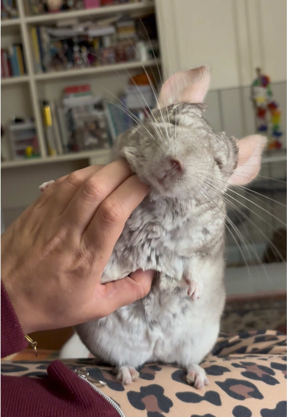 @AlbiTheCinci🐭