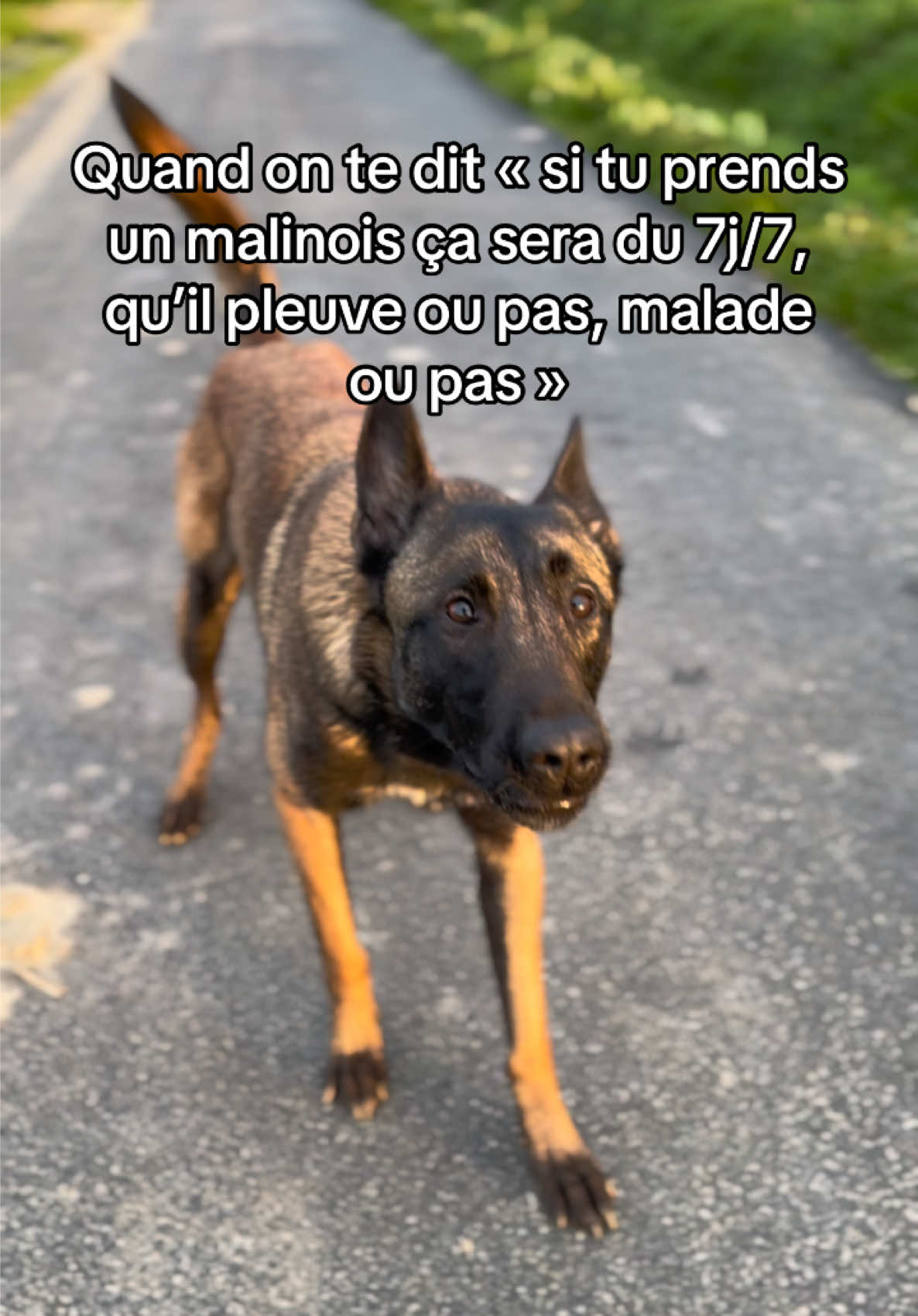 @Otha Malinois