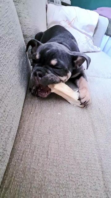 @dontbullymybreed