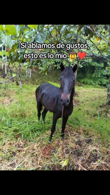@CRÎSTÎÂŃ ČH 593+🇪🇨🇪🇨