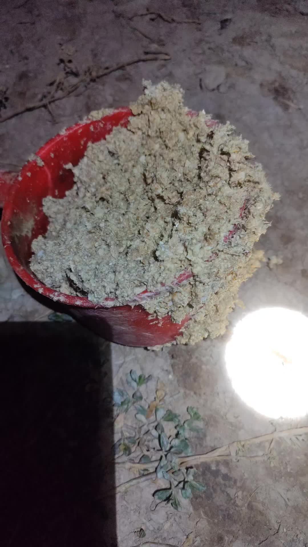 @Cá Chuối Hoa