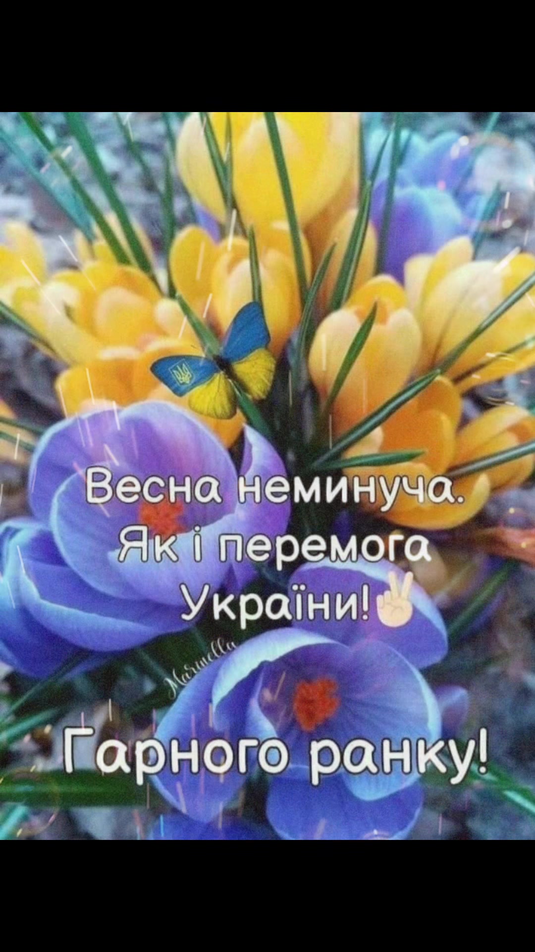 @senar_official