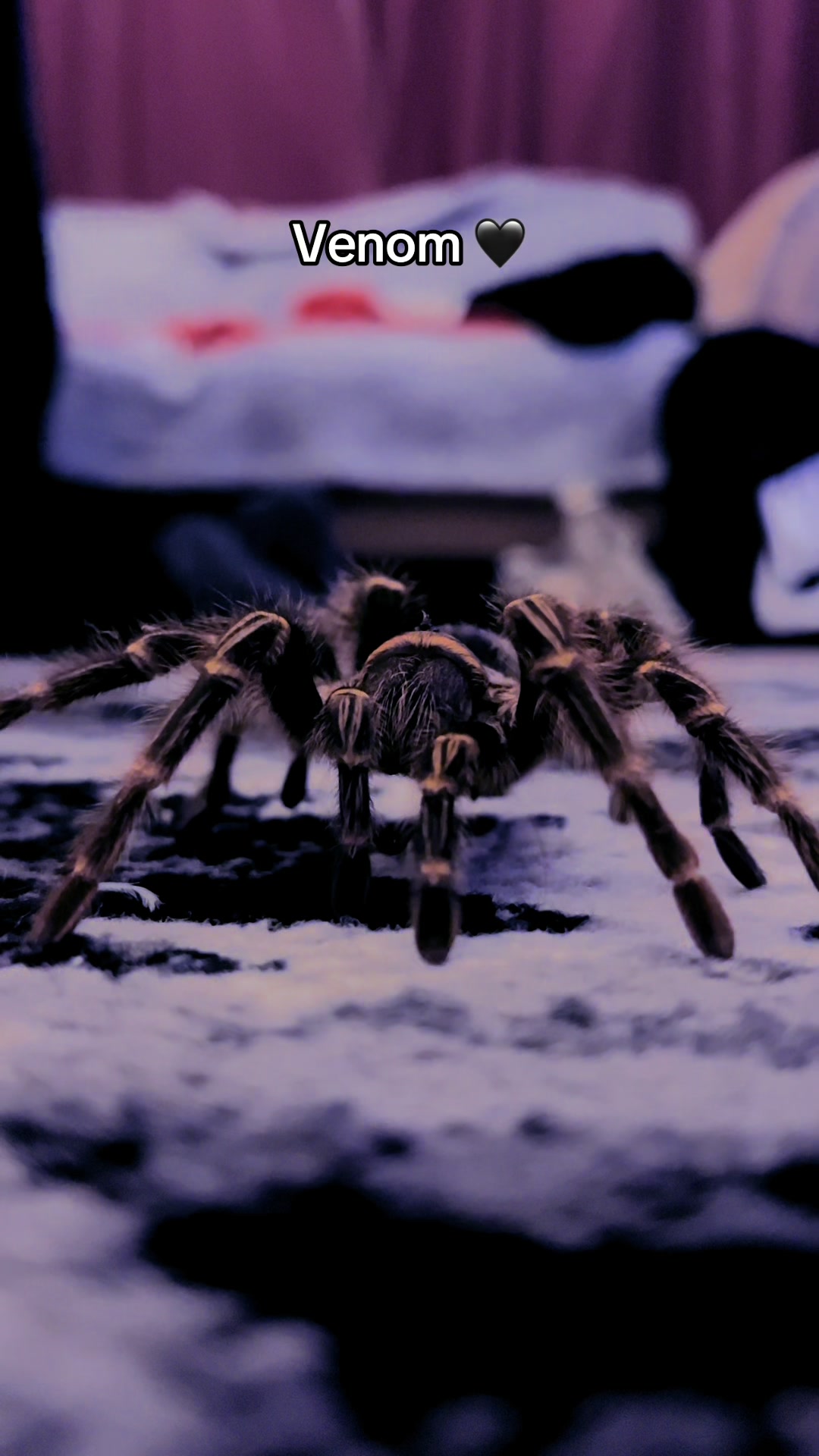 @The Tarantula twins 🕷️
