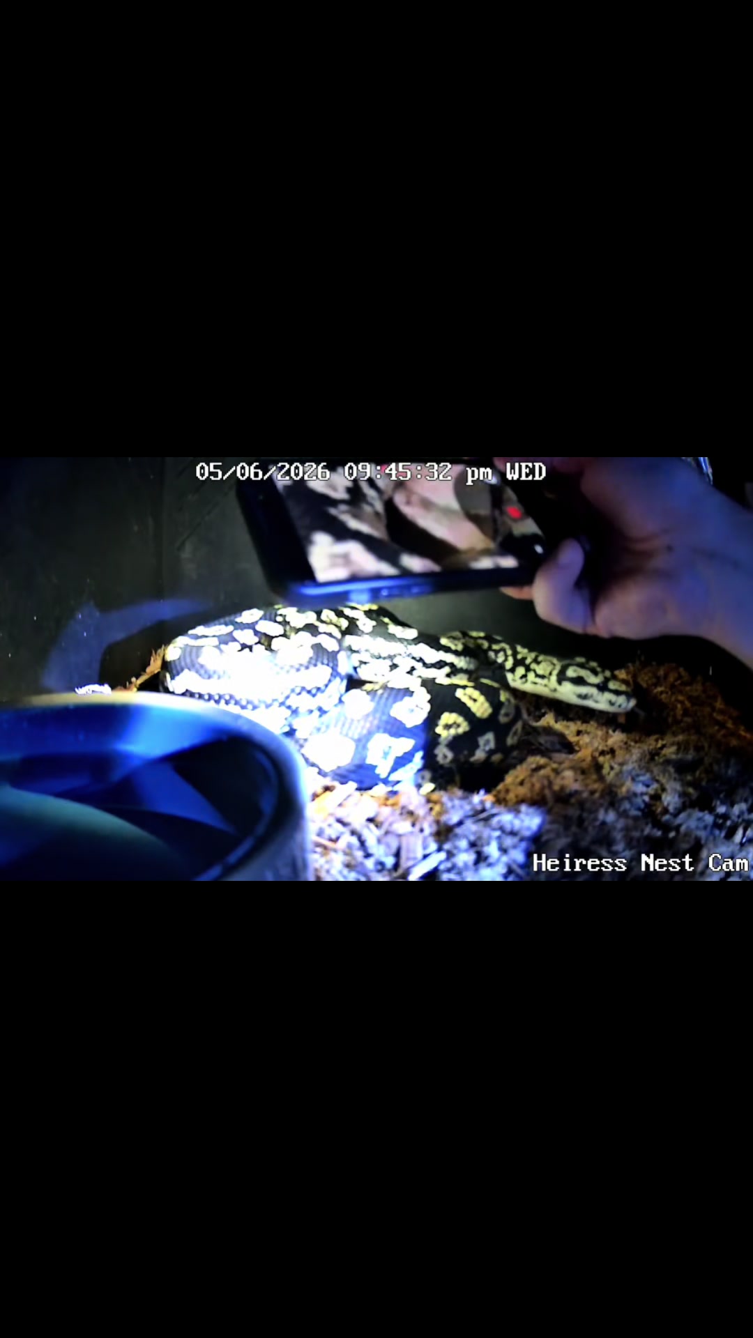 @rileys_reptiles