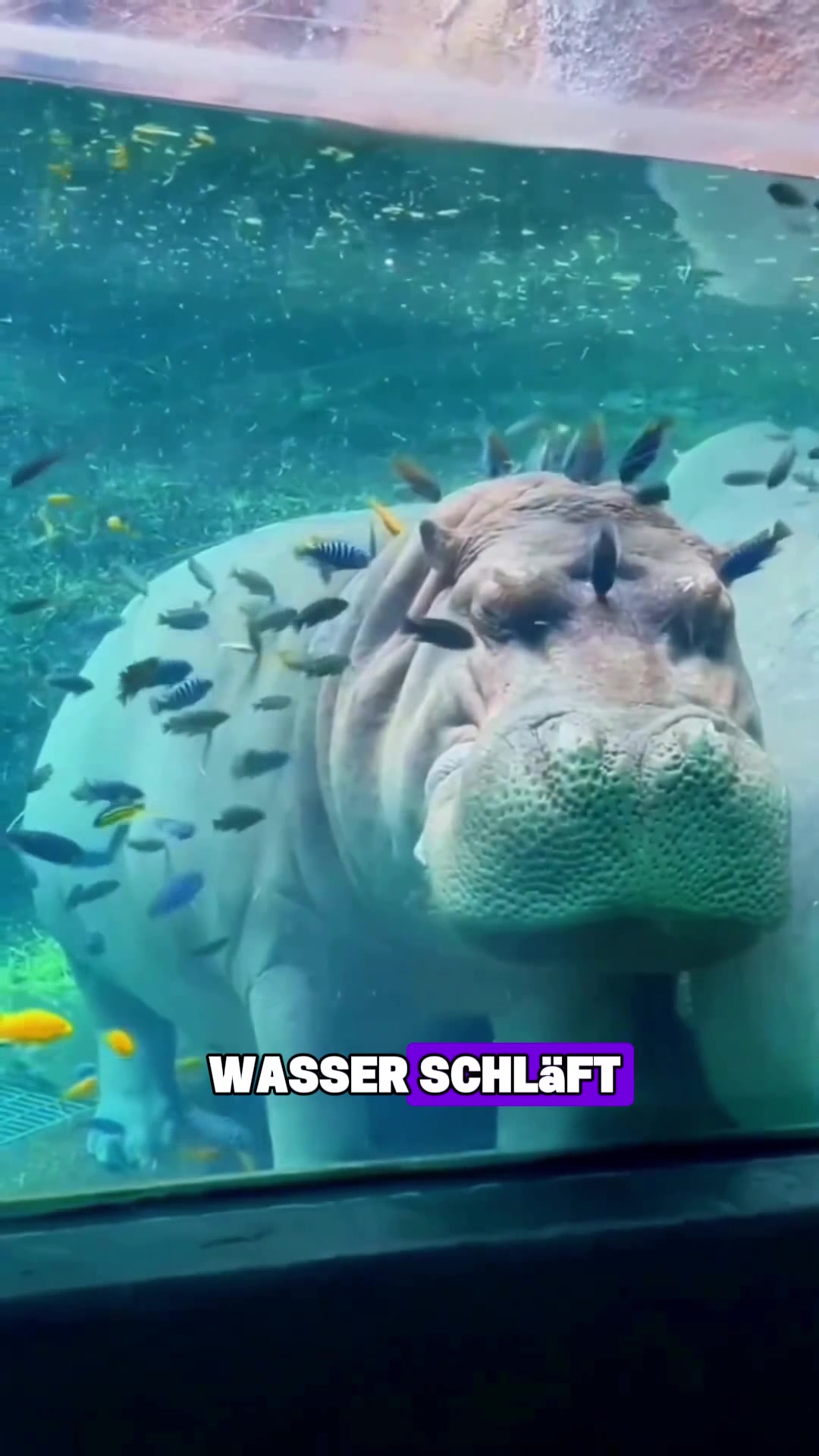 @Tierheim