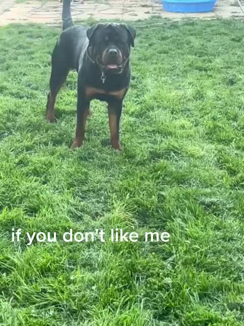 @Reggie the Rott
