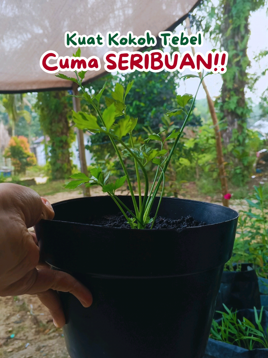 @susmawaati