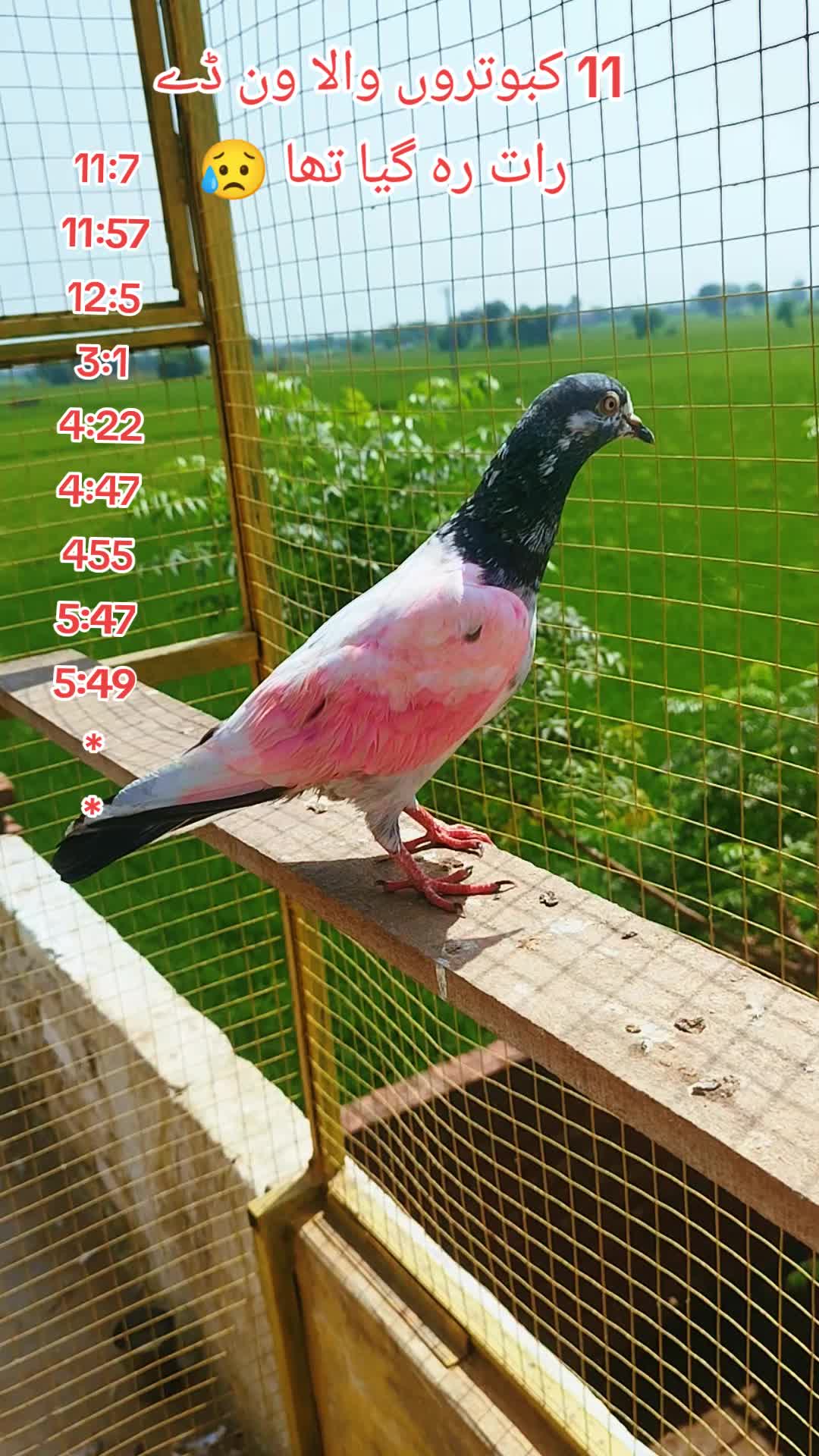 @Babar Pigeons Club
