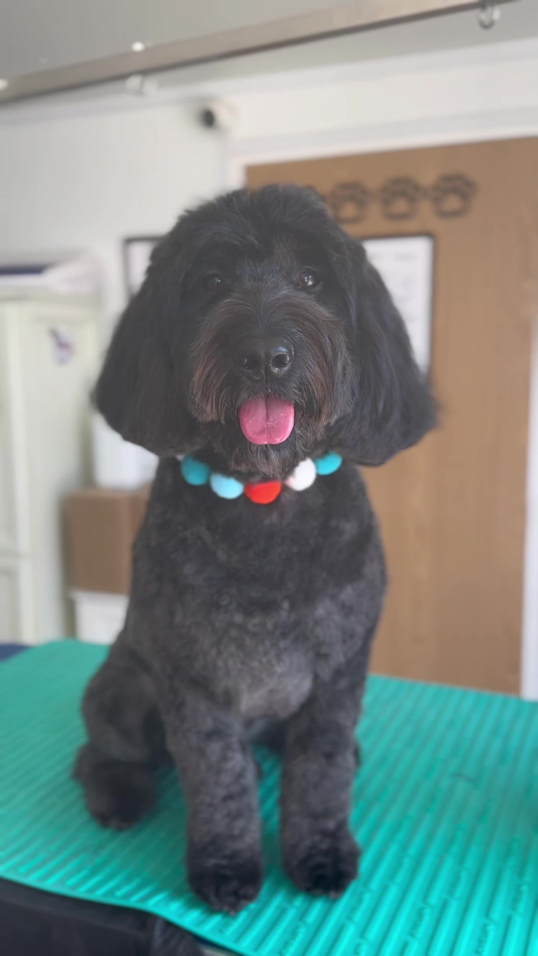 @madeleinesdoggrooming