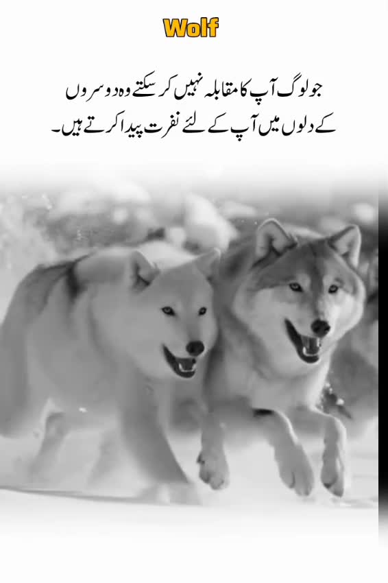 @Wolf ๐บ