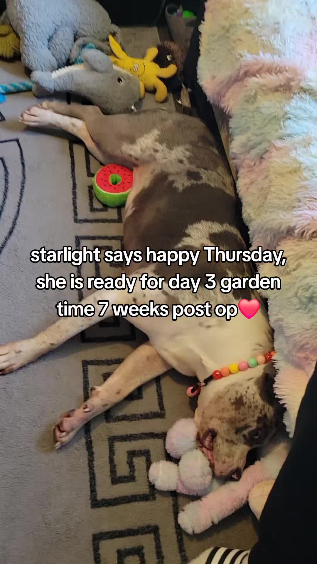 @kirsty+starlight the xl bully