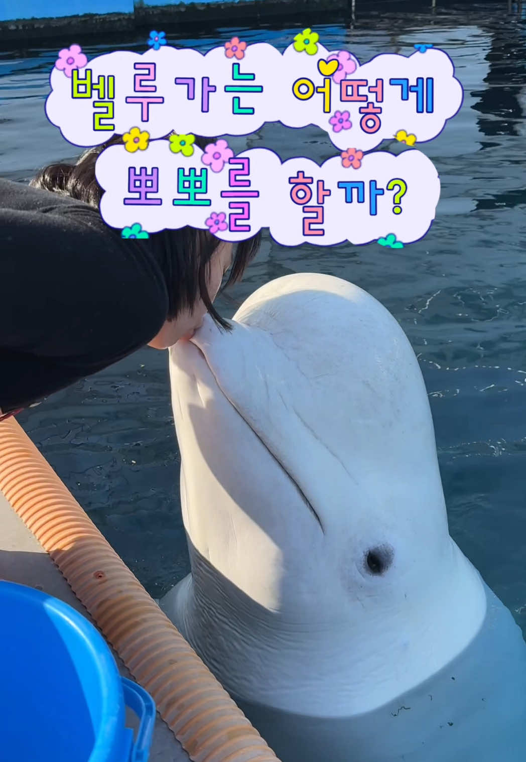 @DolphinTok