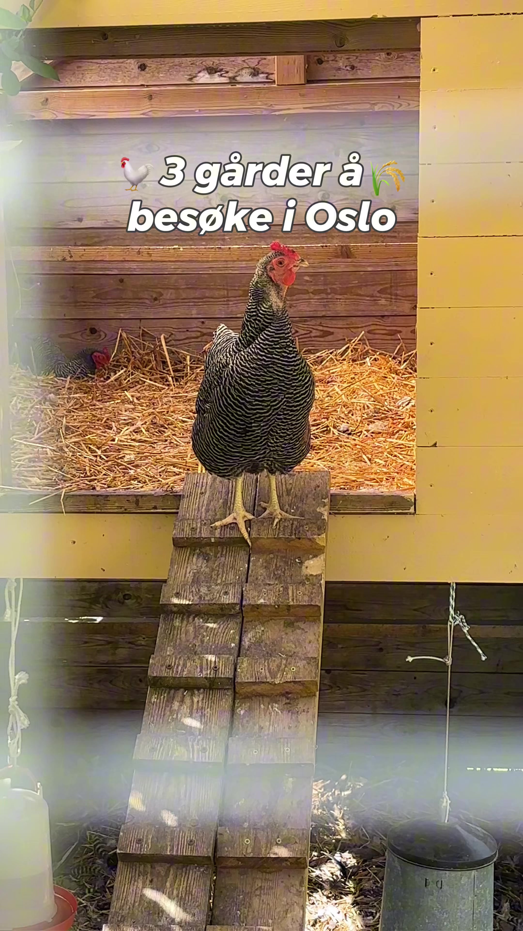 @Mer av Oslo