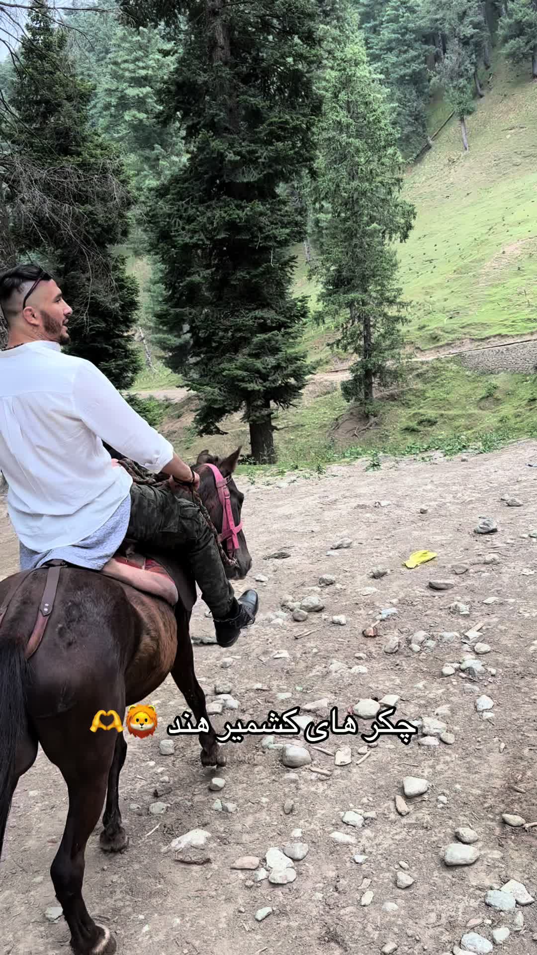 @Afghan Lion