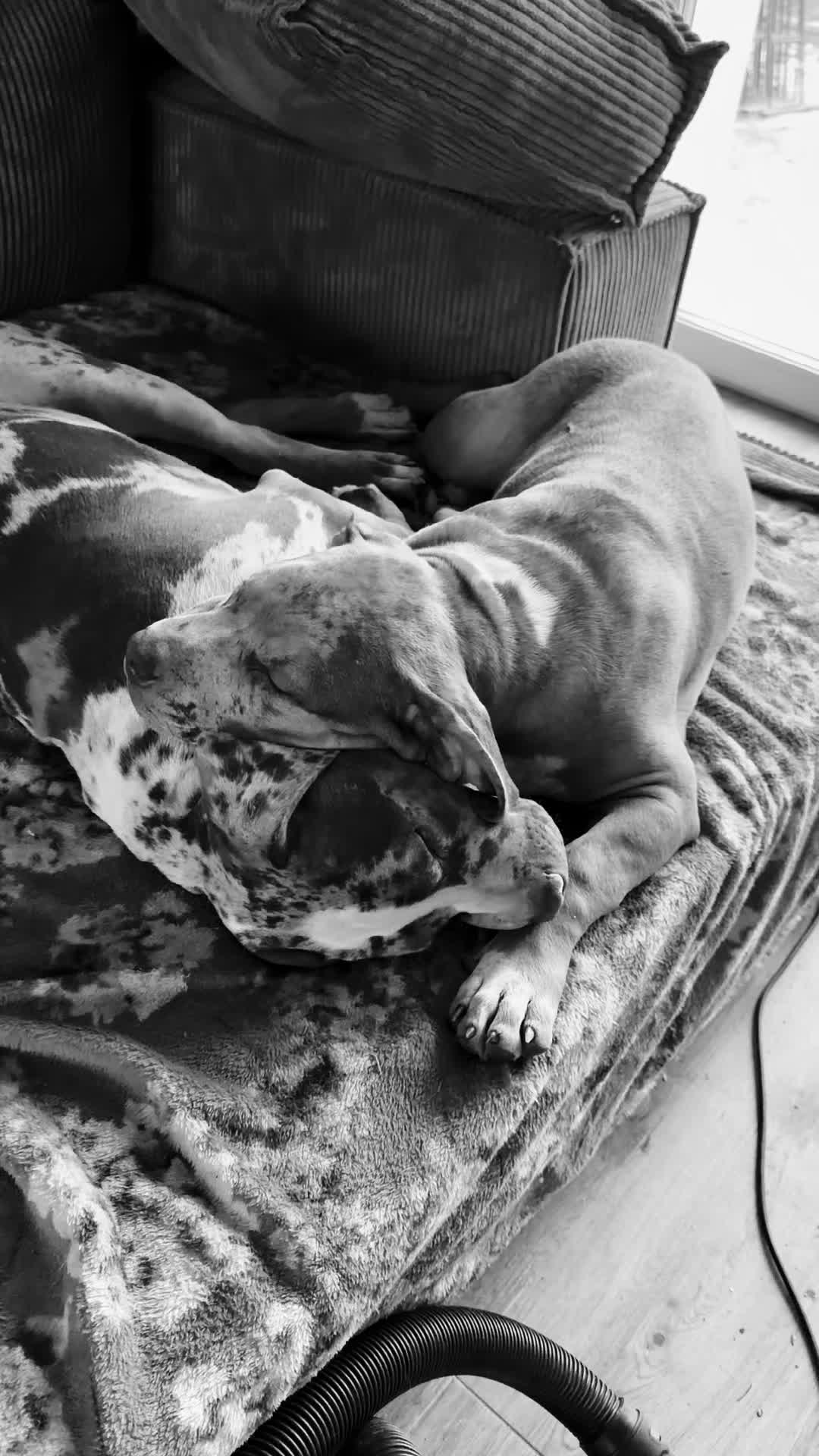 @TopQualityBullyKennel