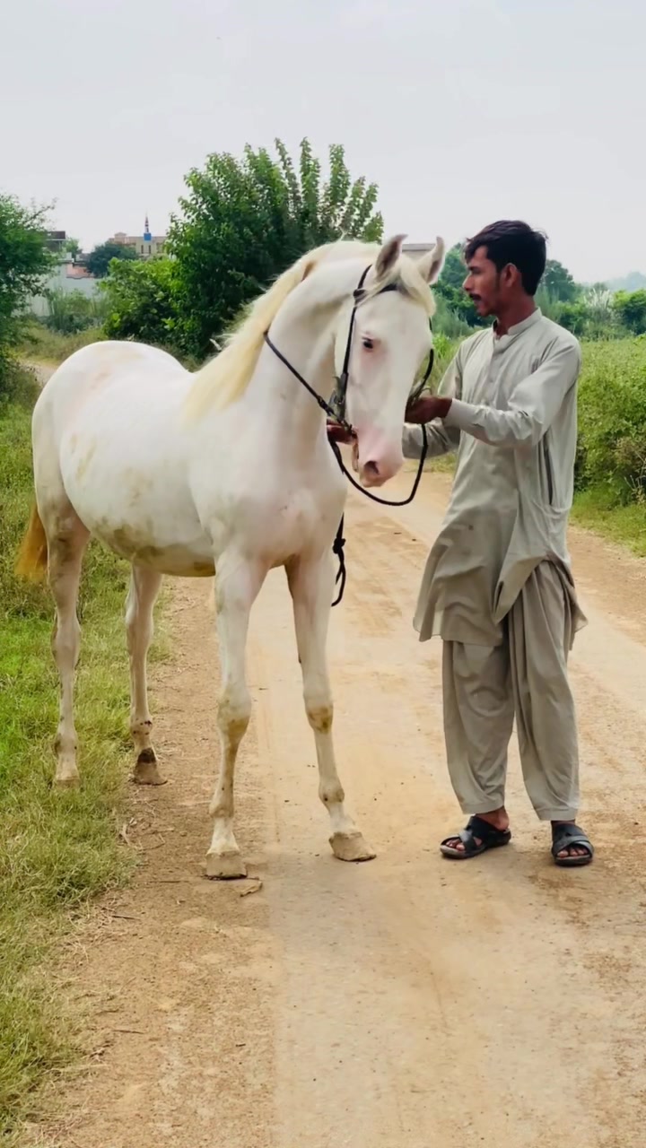 @Ch Hammad bokan ♥️🐎