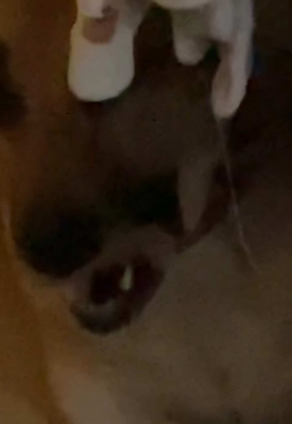 @Roxie the Dog🩷🐶🐾