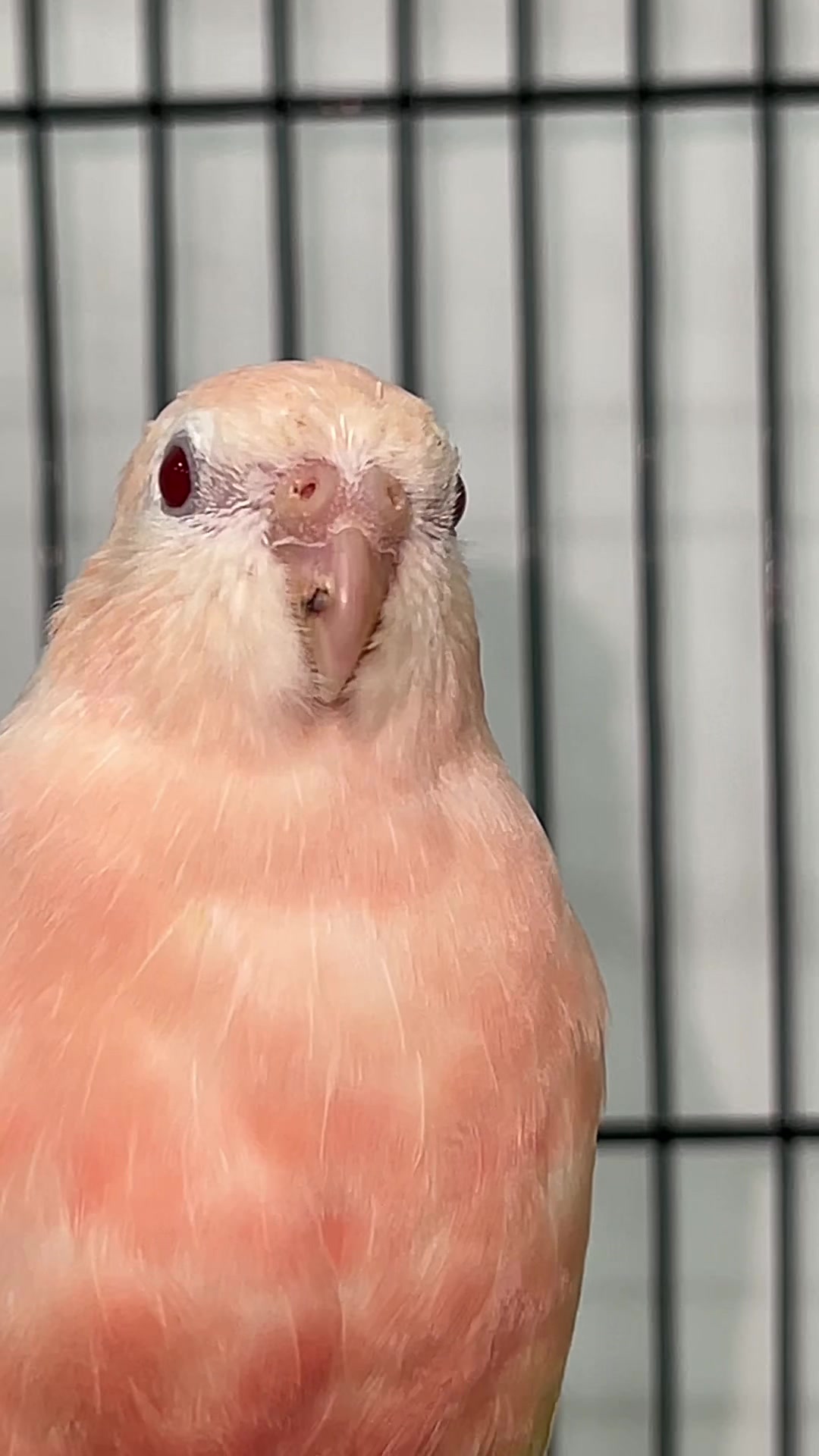 @Zozi Aviary
