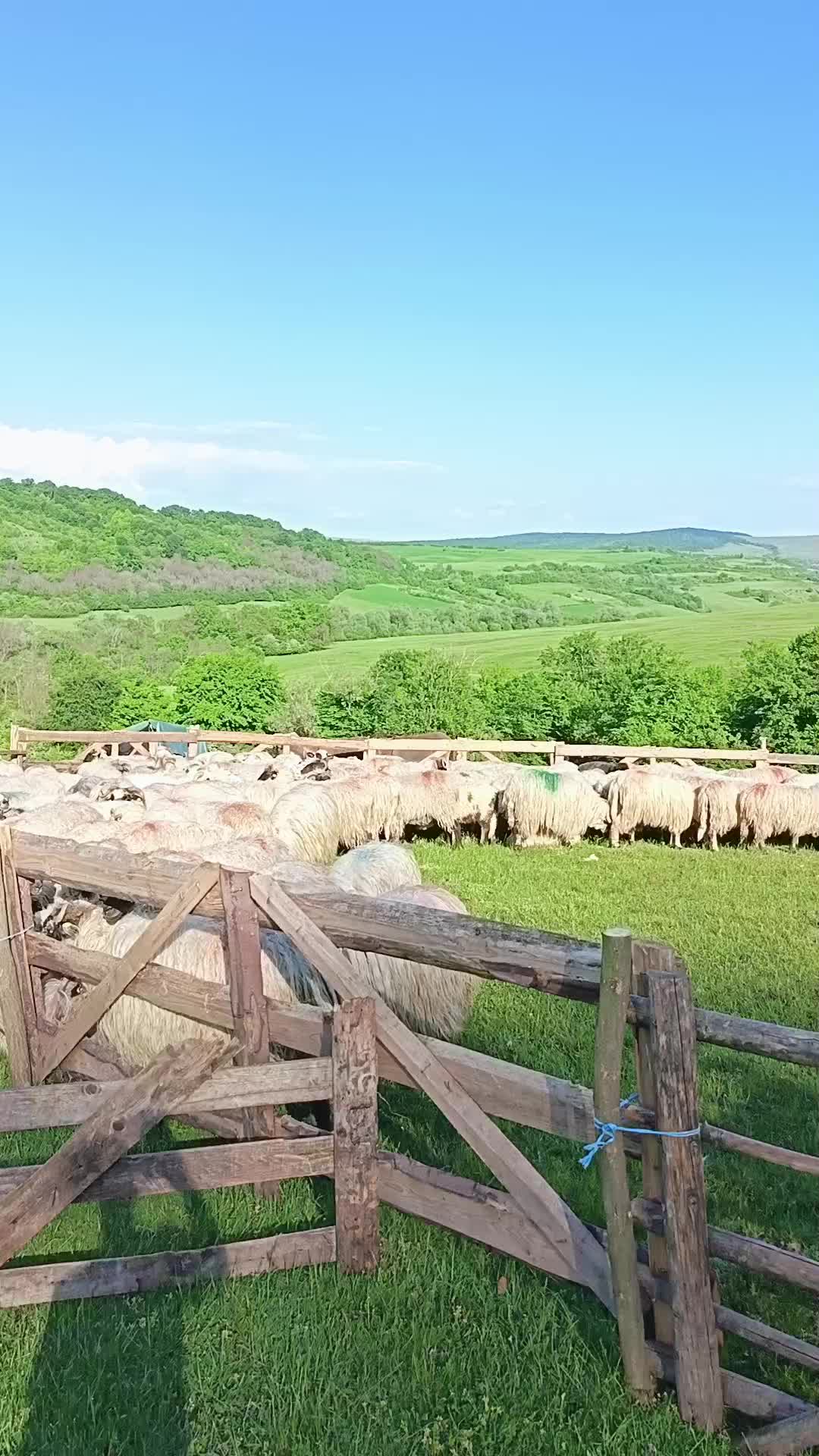 @Moldovan Tica