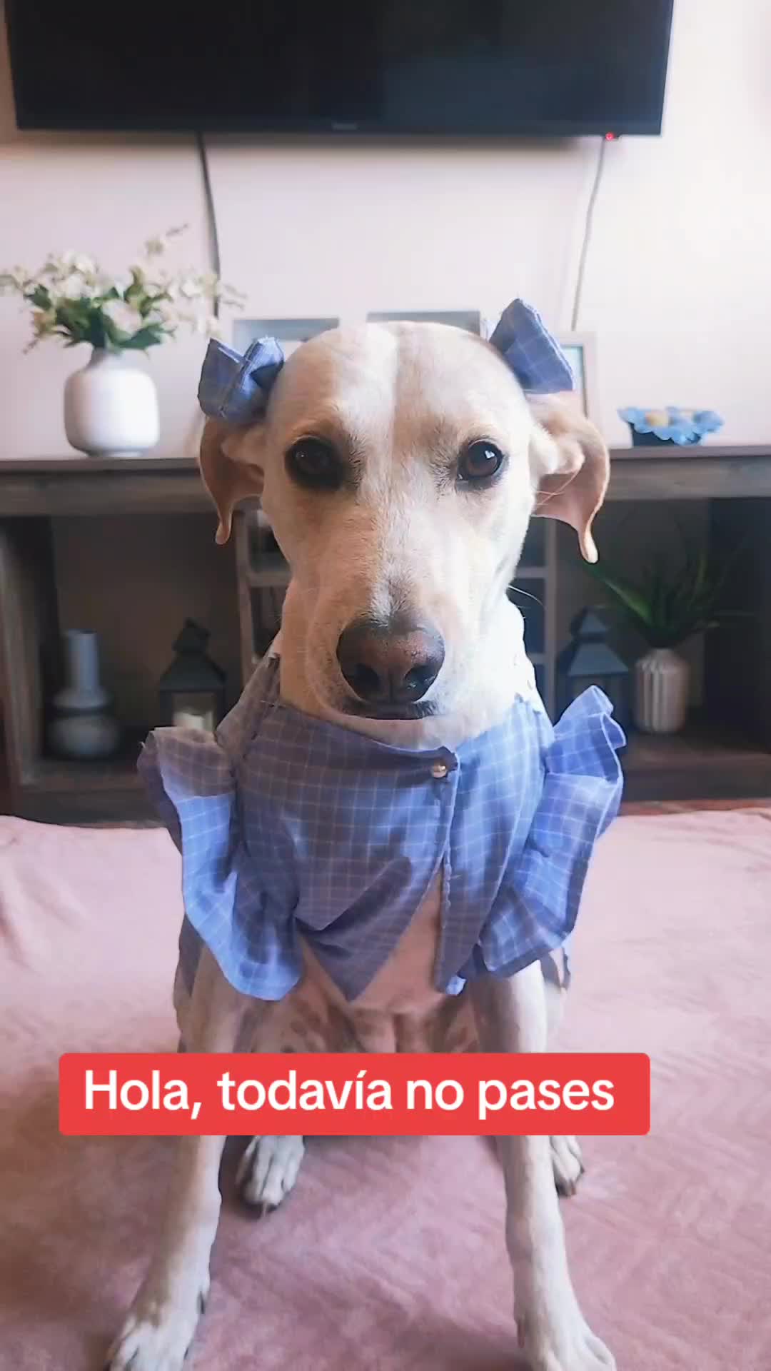 @winnie ❤🦮