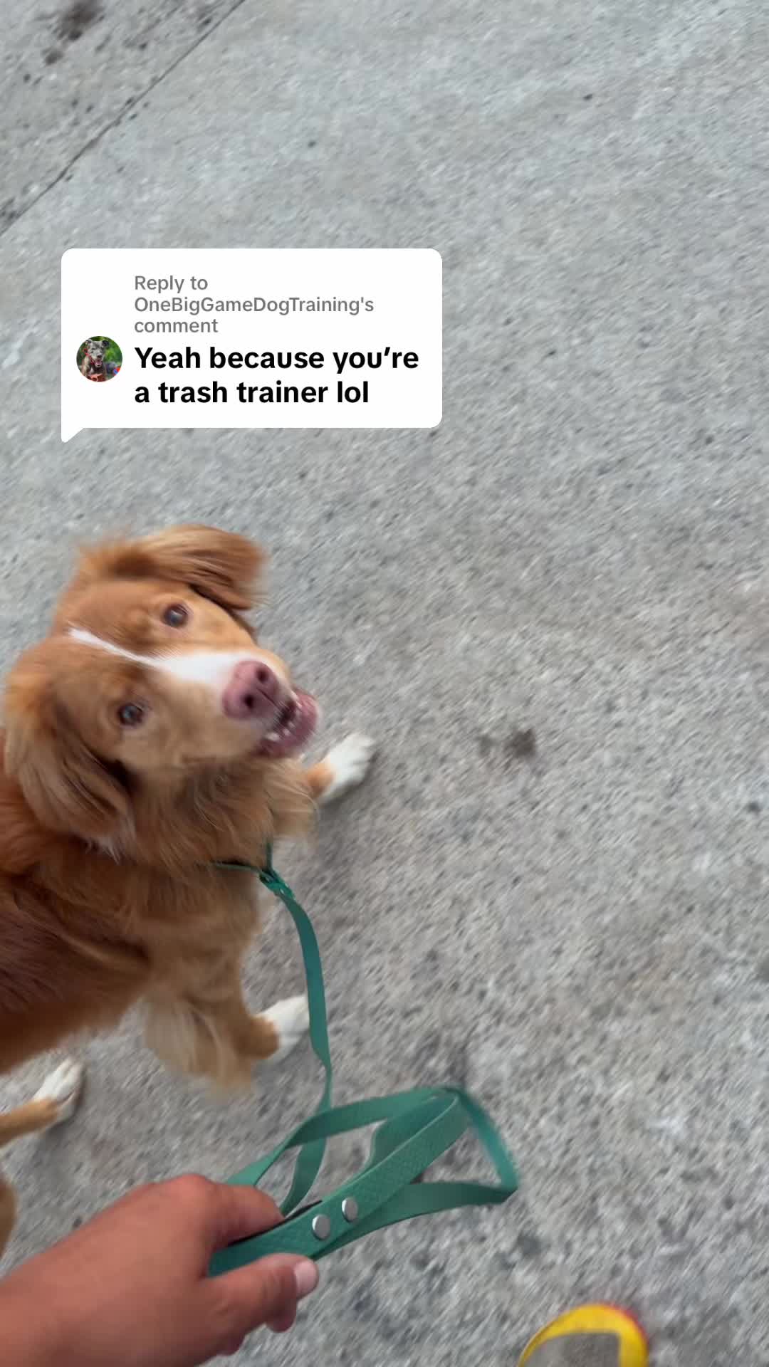 @Valleys Dog Training