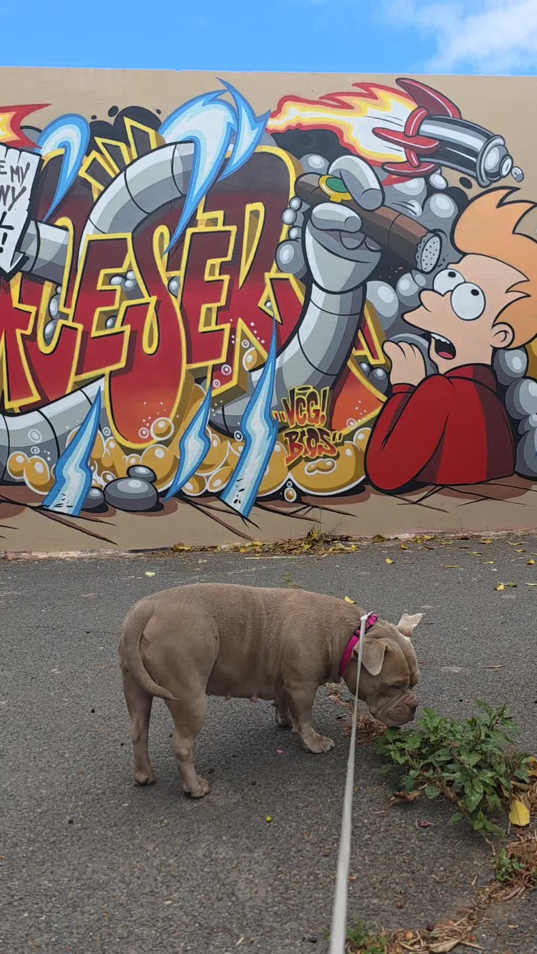@Americanbully.Boyka
