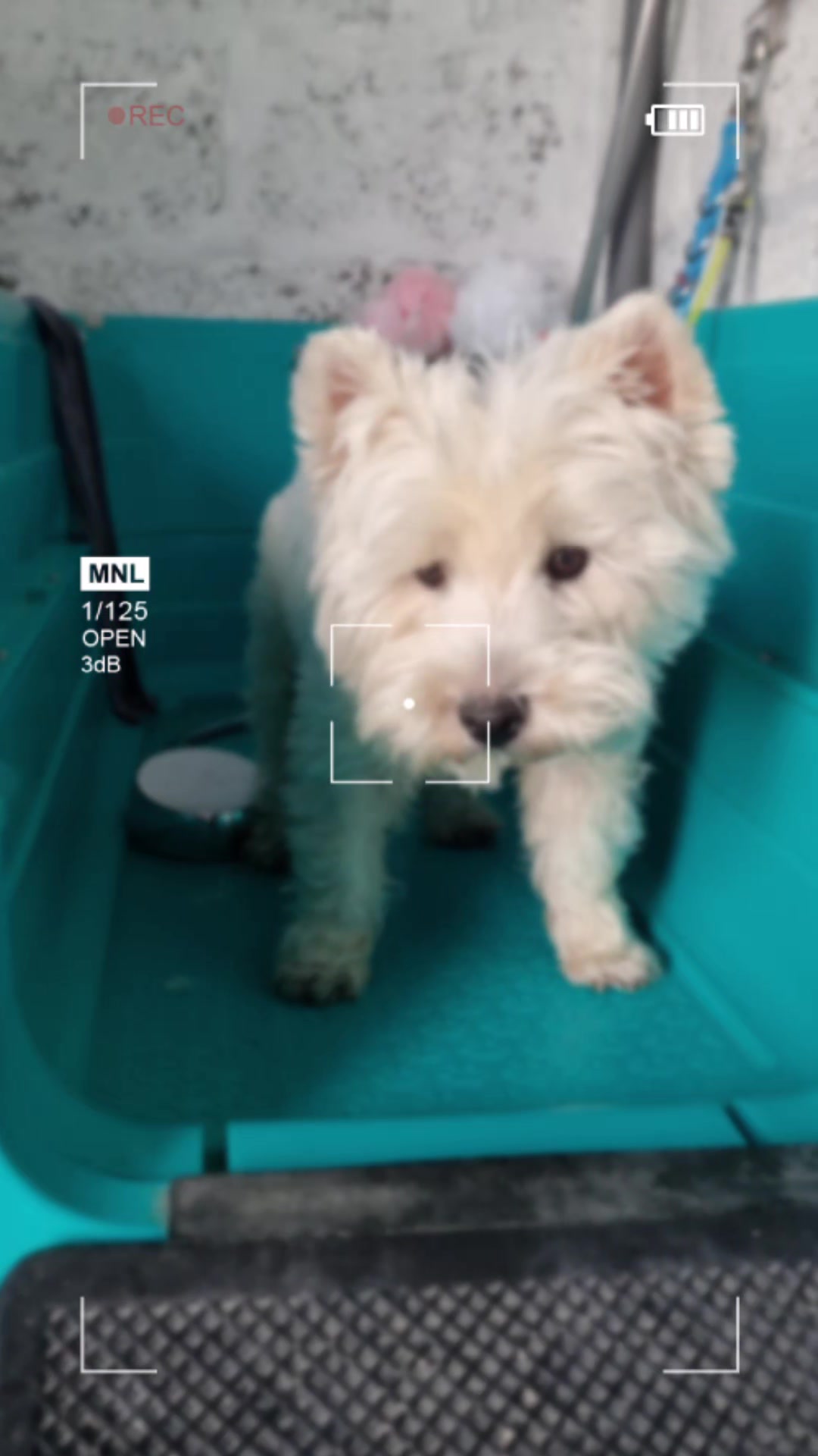 @PawsomeDogGroomingSouthOxhey