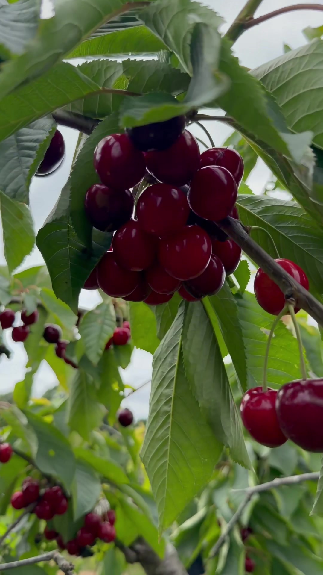 @BISHA