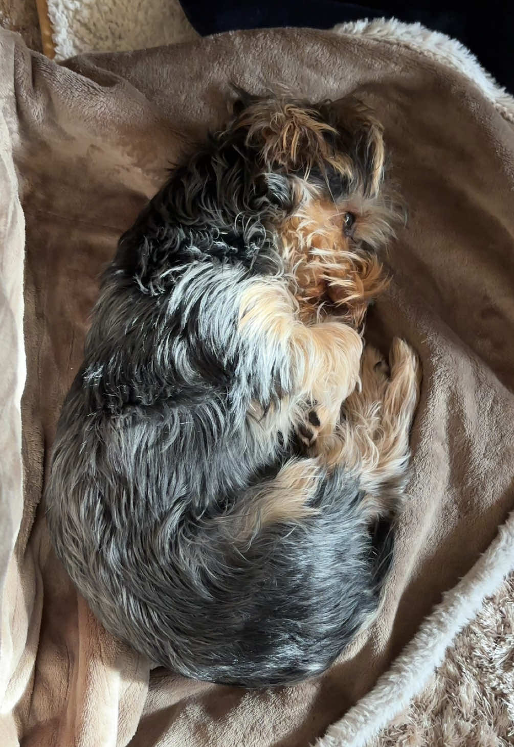 @Benjie the Yorkie