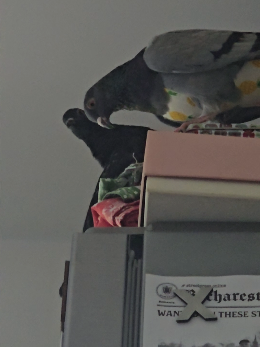 @Pigeon girl🥰🐦