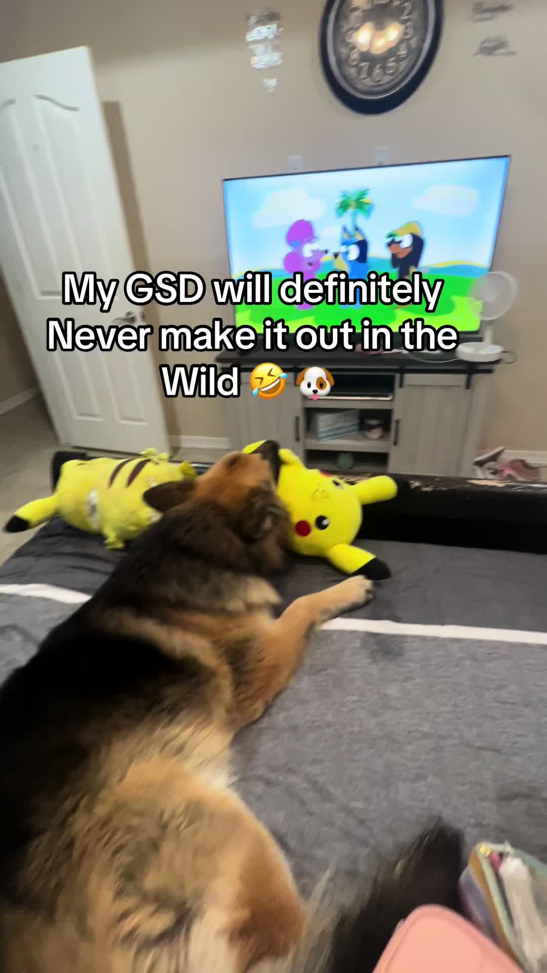 @Gunner GSD🐶